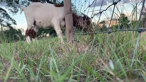 Silly goat gets her head stuck head in fence twice in one day on Texas farm