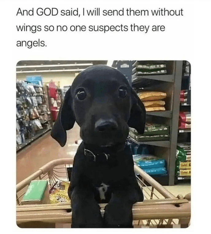 animal-and-god-said-will-send-them-without-wings-so-no-one-suspects-they-are-angels-1911.png