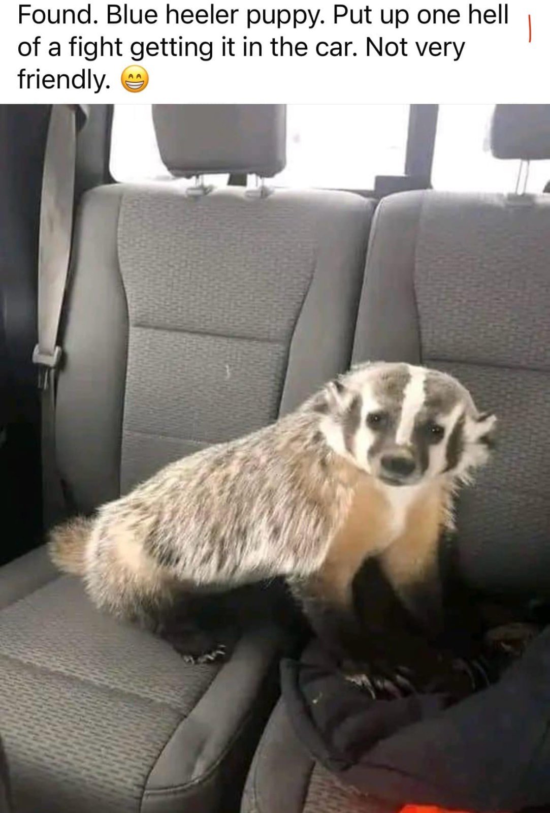 badger.jpg