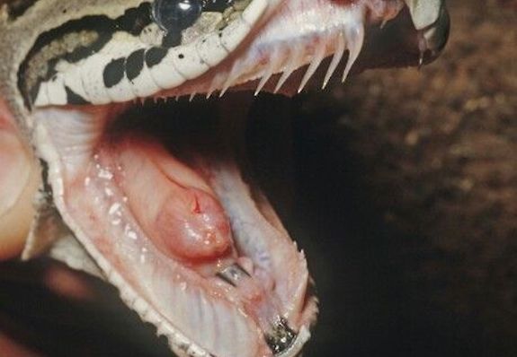 ball-python-teeth-835227889.jpg