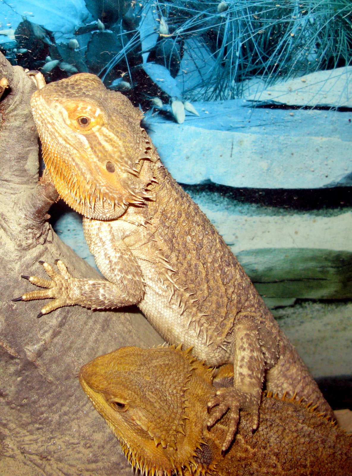 Bearded Dragons basking.jpg