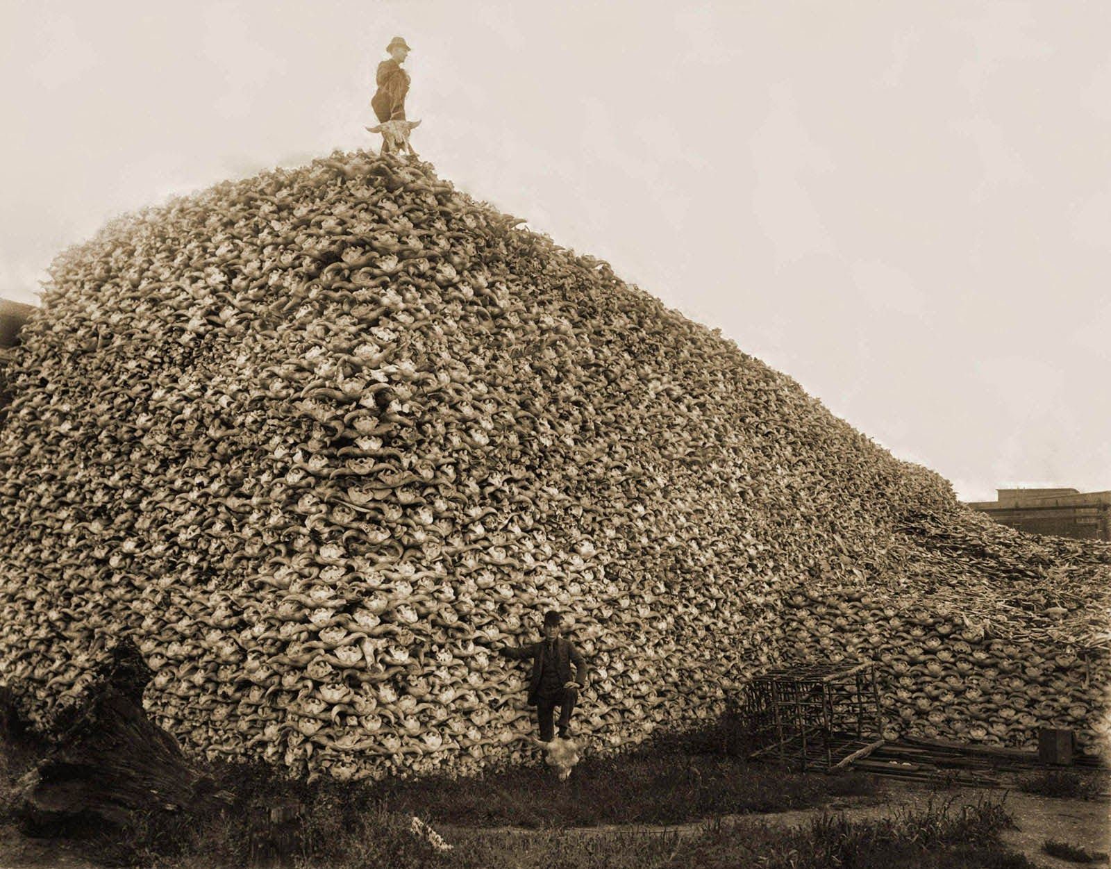 Bison skulls pile to be used for fertilizer , 1870.jpg