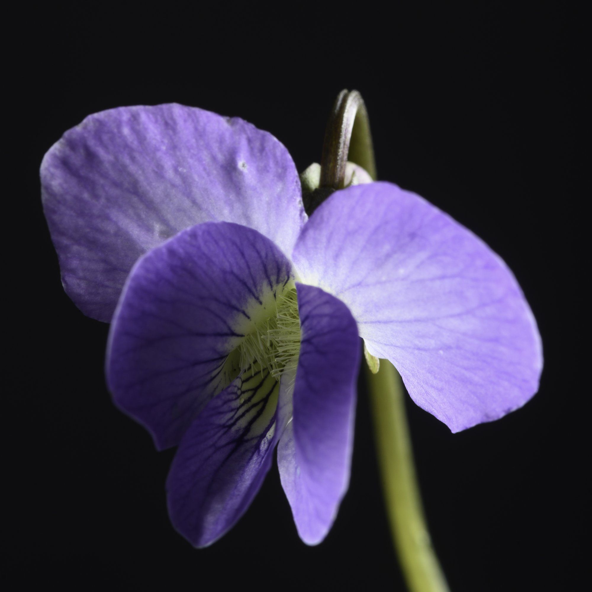 Blue flower-weed.jpg