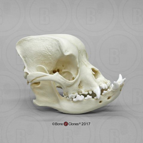 Bulldog skull.jpg