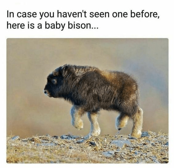 case-havent-seen-one-before-here-is-baby-bison.png