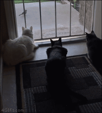 Cats2.gif