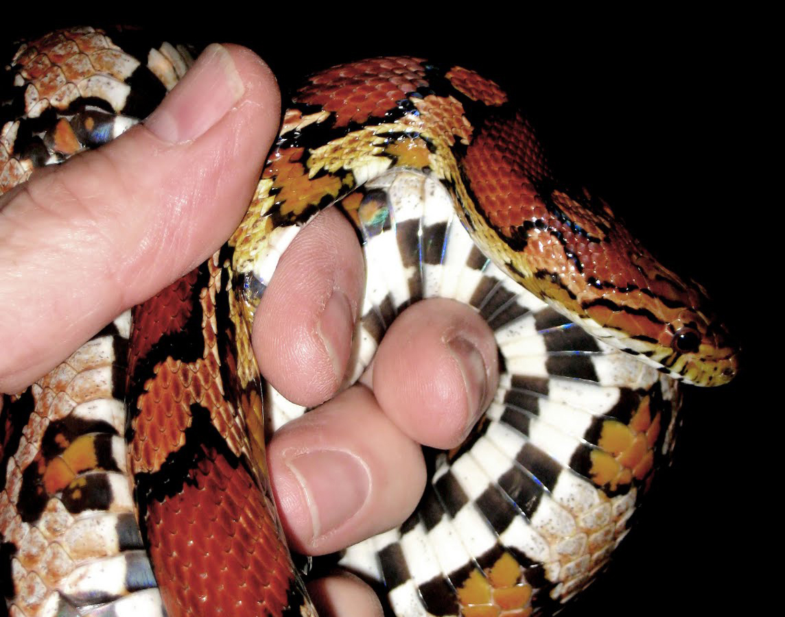 corn snake 2.jpg