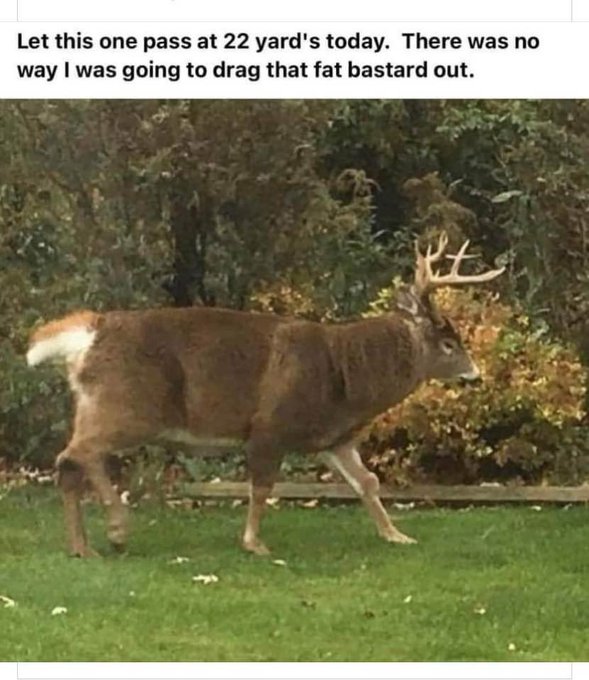 Deer Hunter Passed on Buck.jpeg