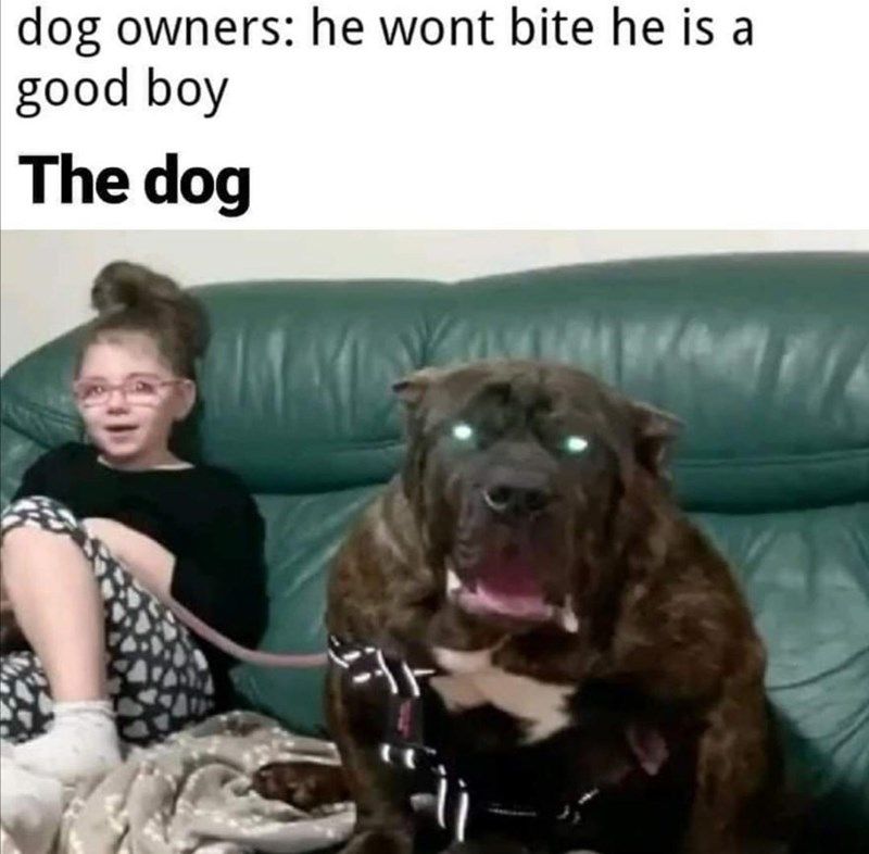 dog-dog-owners-he-wont-bite-he-is-good-boy-dog.jpg