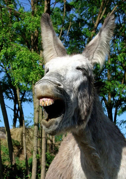 donkey-braying-651164.jpg.jpg