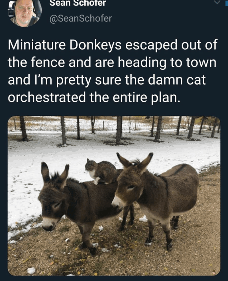 donkeys-escaped-out-fence-and-are-heading-town-and-pretty-sure-damn-cat-orchestrated-entire-plan.png