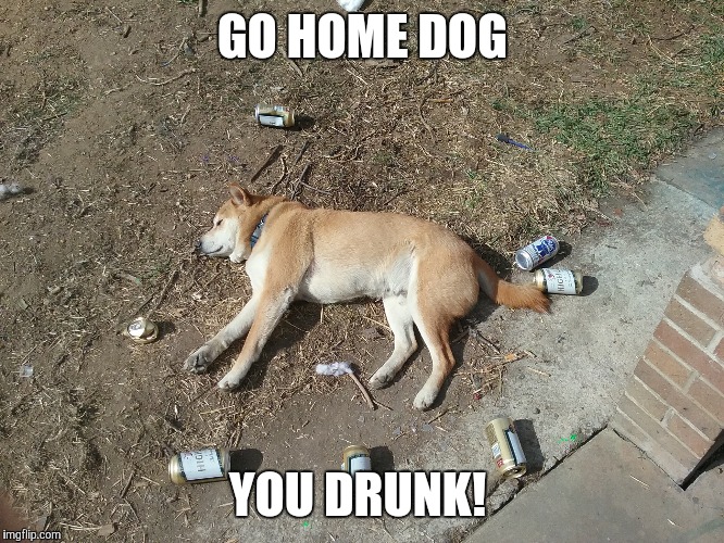 drunk dog.jpg