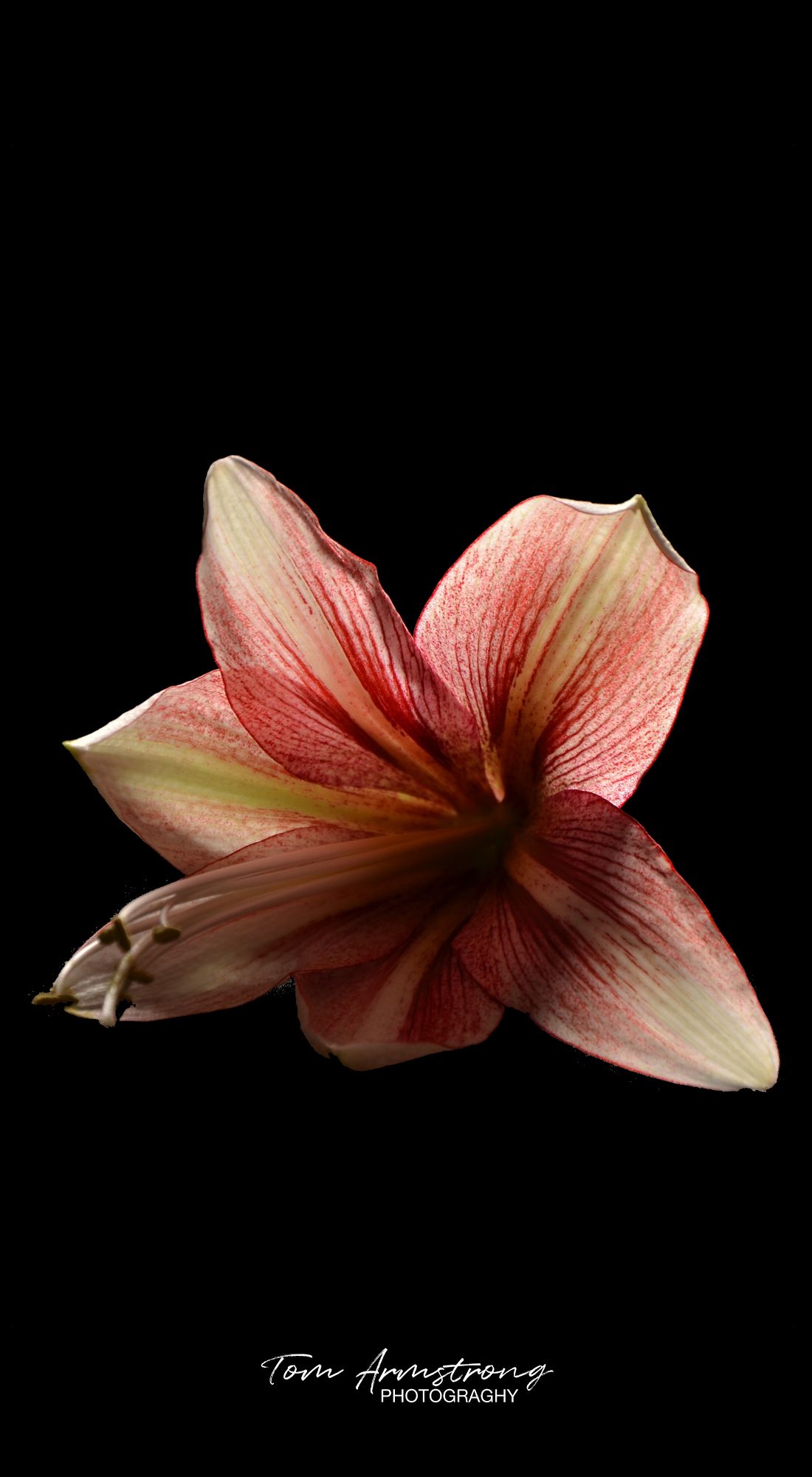 Flower lilly.jpg