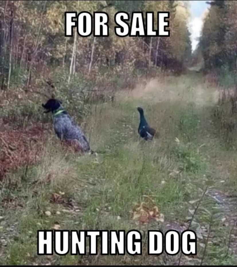 HuntingDogFunny.jpeg