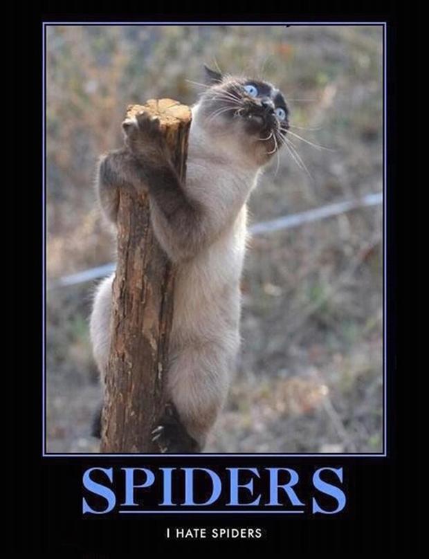 i hate spiders.jpg