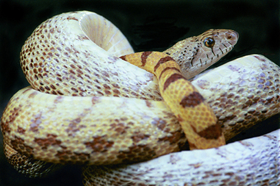 large gopher snake retouched.jpg