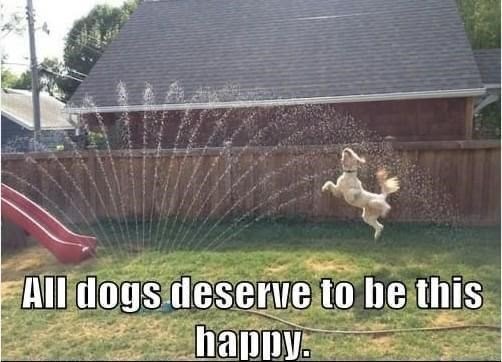 m-all-dogs-deserve-be-this-happy.jpeg