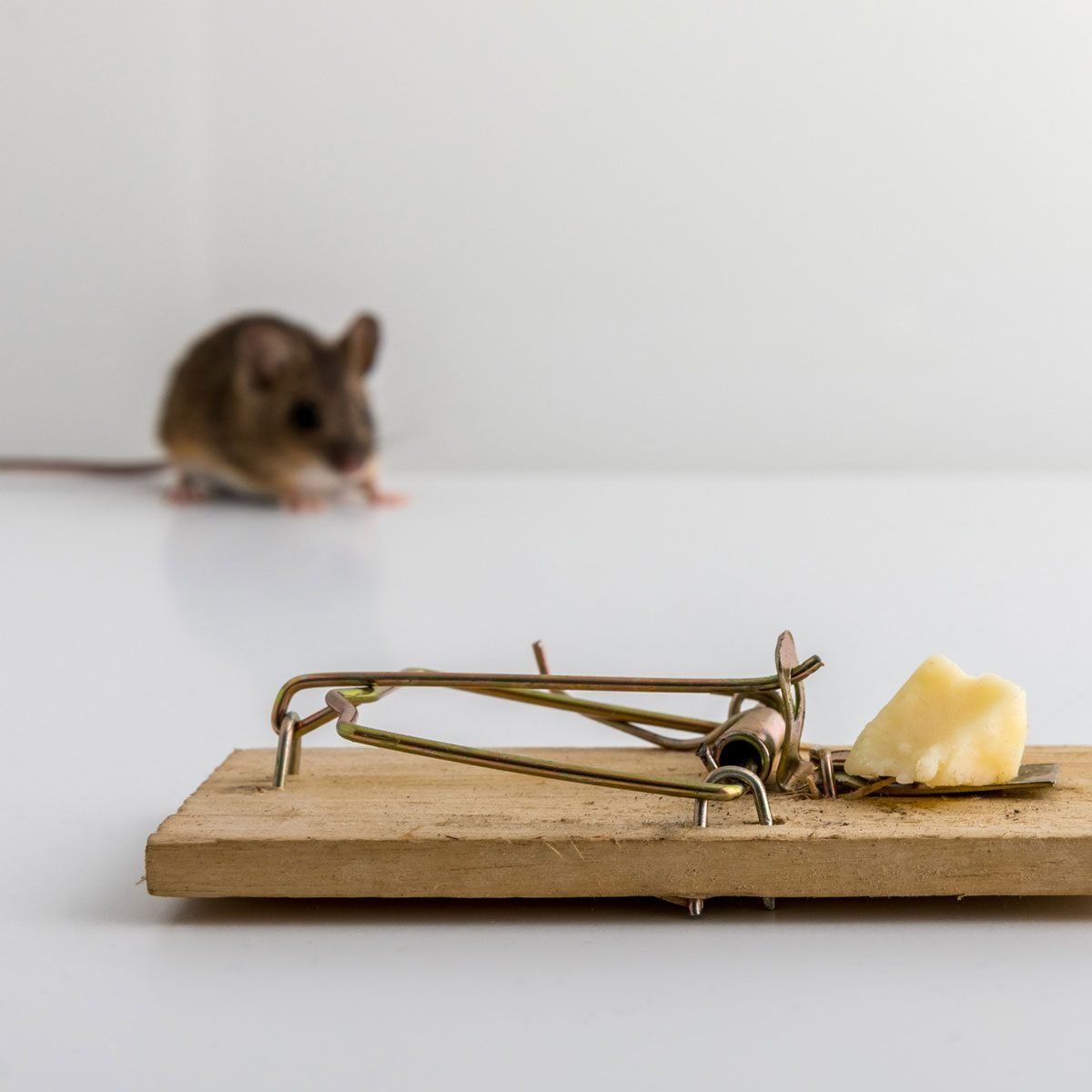 mouse-trap-with-cheese-GettyImages-1030568128.jpg