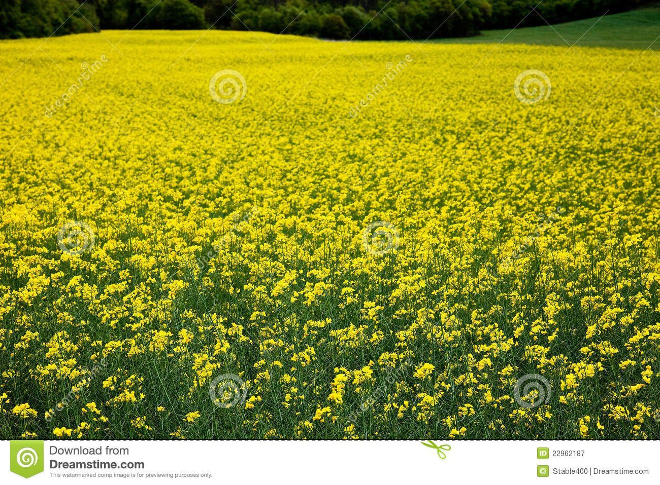 oilseed-rape-plants-22962187.jpg