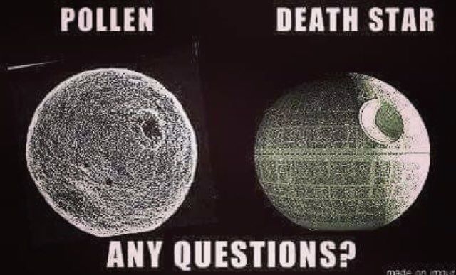 pollen.jpg