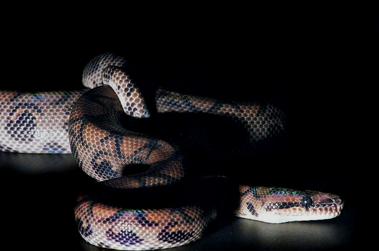 Rainbow Boa 3.jpg