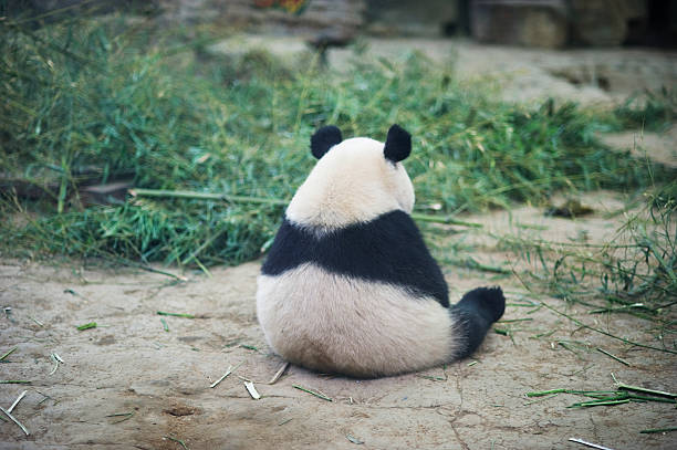 sad panda 2.jpg