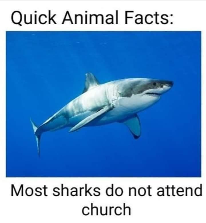 shark-quick-animal-facts-most-sharks-do-not-attend-church.jpg