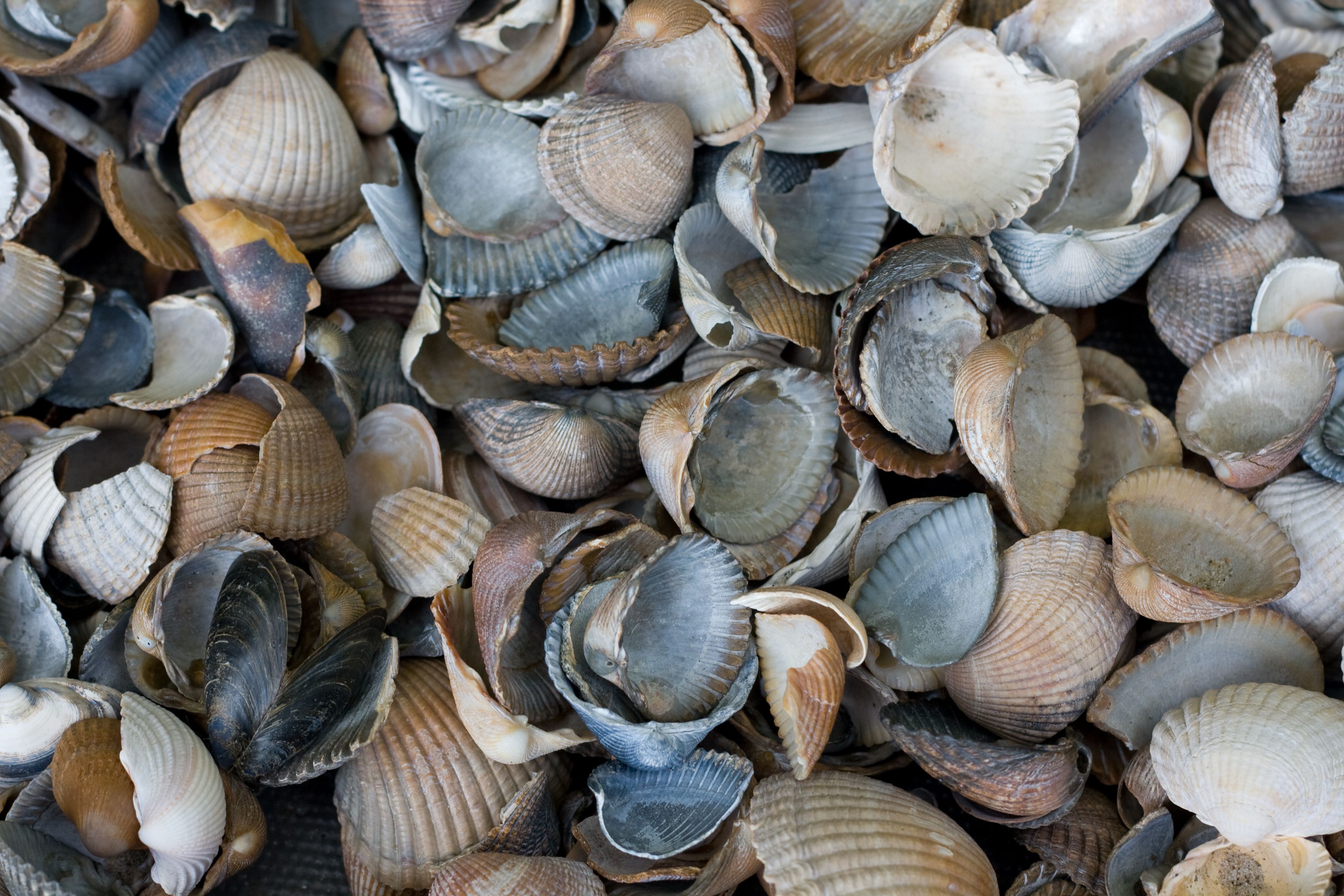 shells-2.jpg