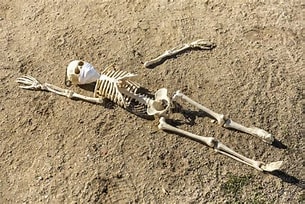 skeleton in dirt.jpg