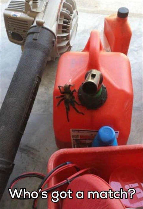 spider-gas-can-got-a-match.jpg