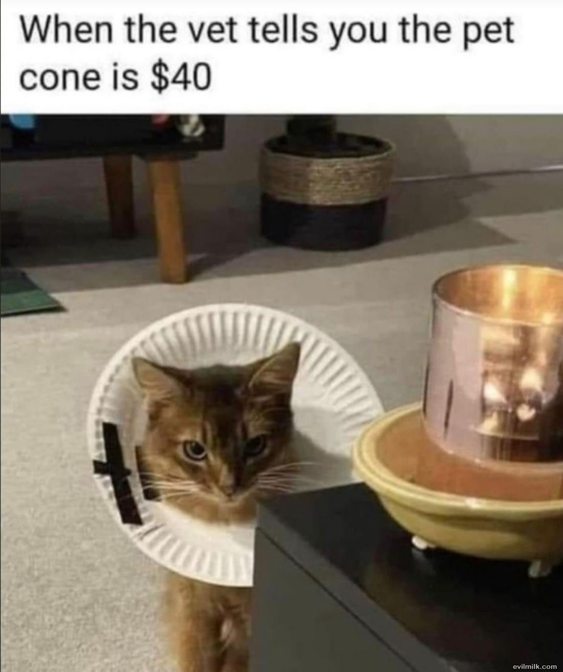 The_Pet_Cone.jpg