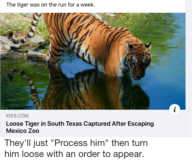 Tiger.jpg