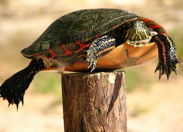 turtle-on-a-fence-post.jpg