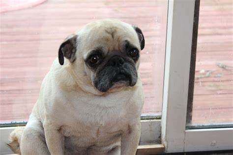 unhappy pug.jpg