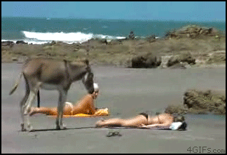 funny-fail+animal+Donkey_beach_voyeur.gif