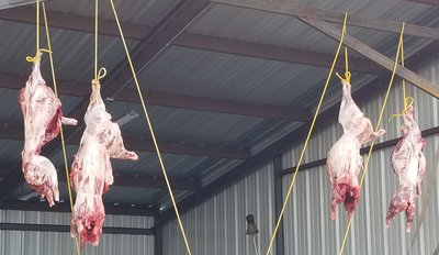 pigs hanging.jpg