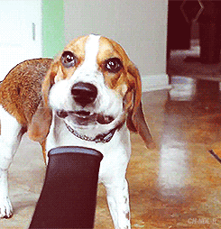 funny-dog-gif-mouth-blower.gif