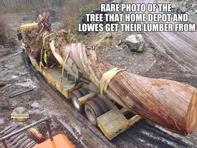 Lowes Tree.png