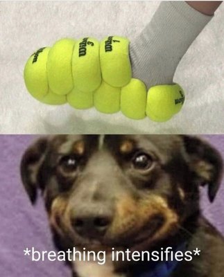 Dog Tennis Balls.jpg