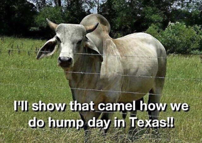 Hump Day Texas.png