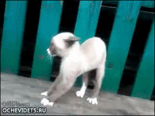 funny-gif-cat-scared.gif