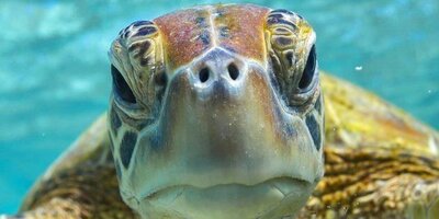 angry turtle.jpg