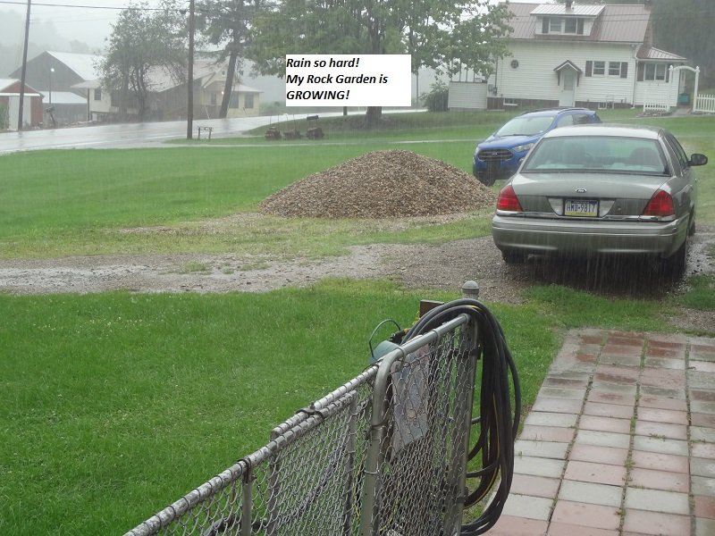 Rock Garden Growing.JPG