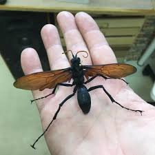 tarantula hawk.jpg