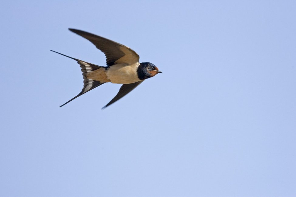 swallow.jpg