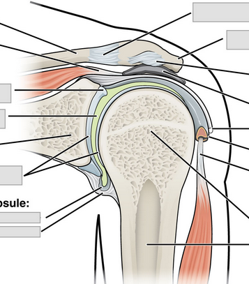 Screenshot 2024-09-08 at 19-16-43 compound joint anatomy at DuckDuckGo.png