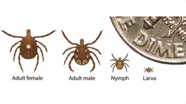 Screenshot 2024-09-22 at 01-25-28 About Southern Tick-Associated Rash Illness Lyme Disease CDC.png