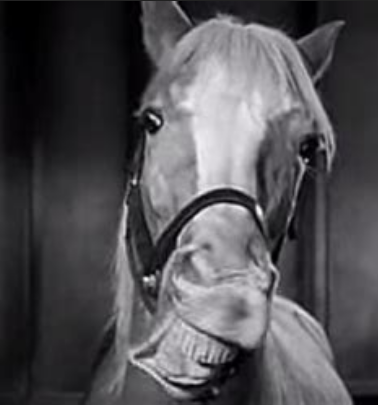 Screenshot 2024-10-15 at 02-17-56 Mister Ed at DuckDuckGo.png