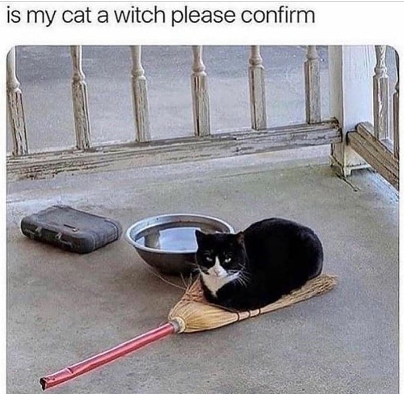 cat-is-my-cat-witch-please-confirm