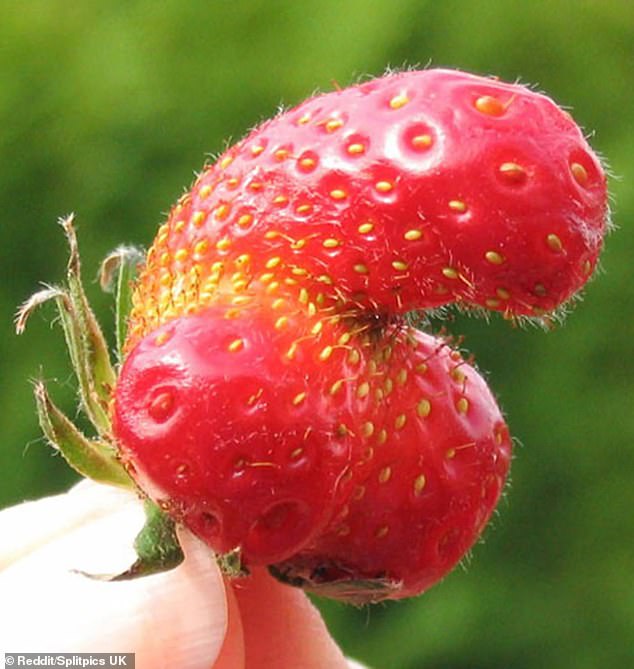 70040725-11994547-A_miniature_phallic_strawberry_numbered_amongst_the_fruit_and_ve-a-32_1682004649457.jpg